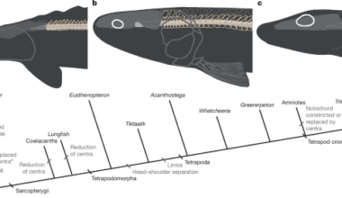 Early tetrapod neck mobility modelled using an extant analogue