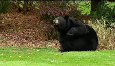 Bear shooting in Granby renews debate over Connecticut regulations – NBC Connecticut