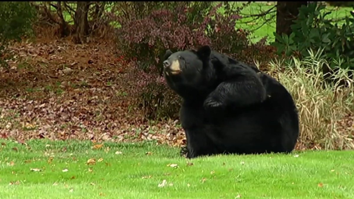 Bear shooting in Granby renews debate over Connecticut regulations – NBC Connecticut