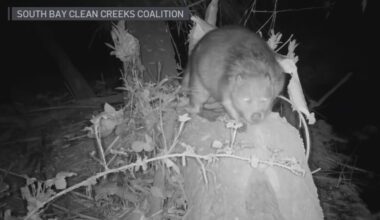 Growing beaver population could impact salmon along San Jose river – NBC Bay Area