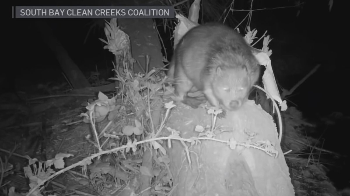 Growing beaver population could impact salmon along San Jose river – NBC Bay Area