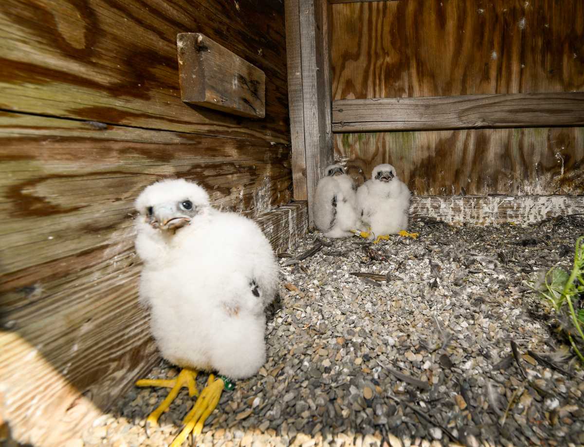 NYC’s wildlife is making a comeback. Can it stay?