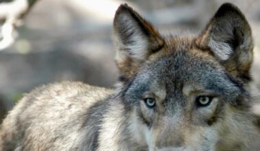 Nine wolves killed in Price County as Wisconsin DNR faces criticism over removals