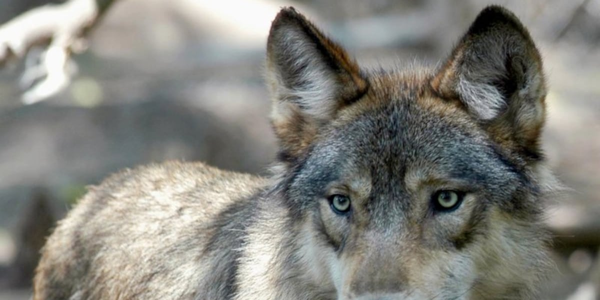 Nine wolves killed in Price County as Wisconsin DNR faces criticism over removals