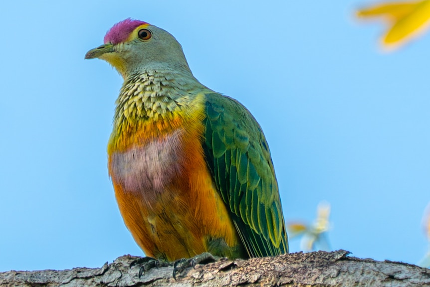 A rose-crowned fruit dove on a branch, it has yellow, orange and green feathers plus a patch of red on the head.