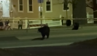 Bears out of Middlebury tree