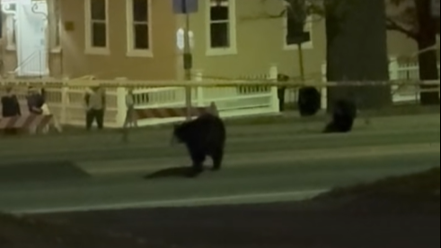 Bears out of Middlebury tree