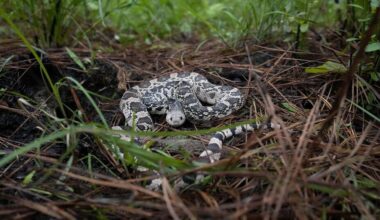 What Trump admin’s new rules mean for LA endangered species | Environment