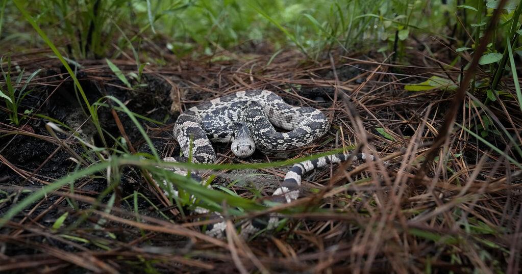 What Trump admin’s new rules mean for LA endangered species | Environment