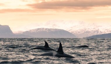 Killer whale in Norway