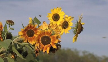 Local woman tries to break stigma around mental health with ‘Field of Hope’ sunflower maze | Lehigh County
