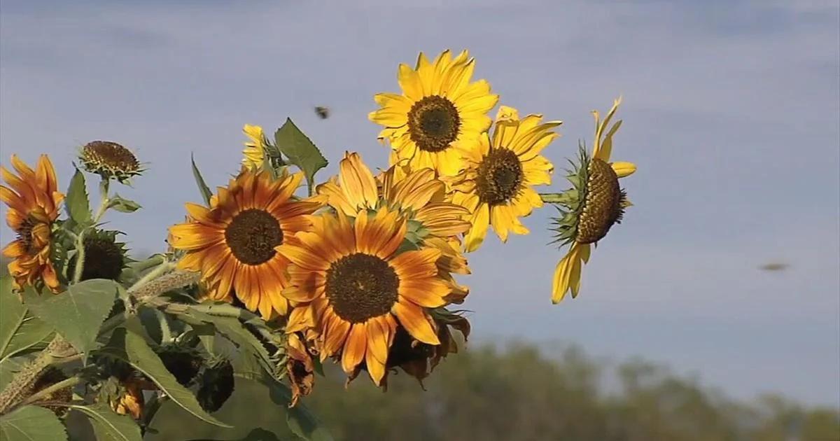 Local woman tries to break stigma around mental health with ‘Field of Hope’ sunflower maze | Lehigh County