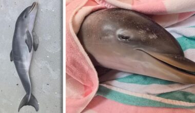 Baby dolphin found dead near south end of Fort Myers Beach | News