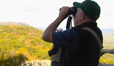 Raptor count over Hawk Mountain reveals more than numbers | Berks Regional News