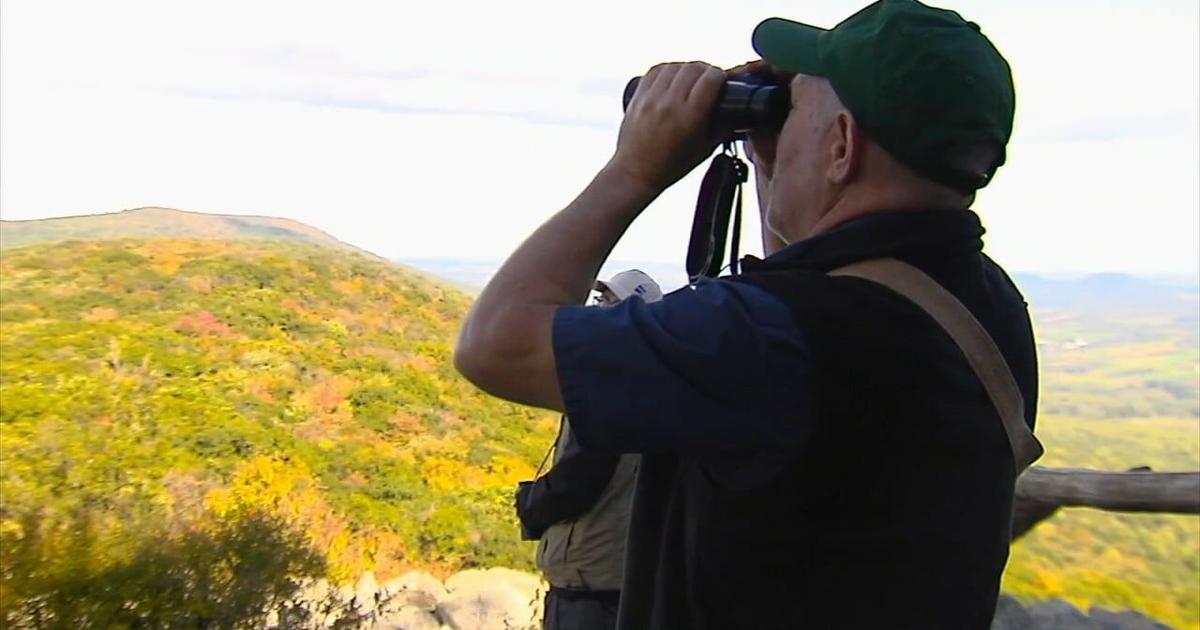Raptor count over Hawk Mountain reveals more than numbers | Berks Regional News