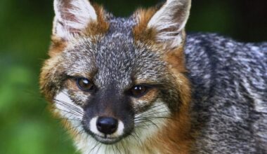 Gray fox photo chosen for Ohio’s 2027 Wildlife Legacy Stamp | Local
