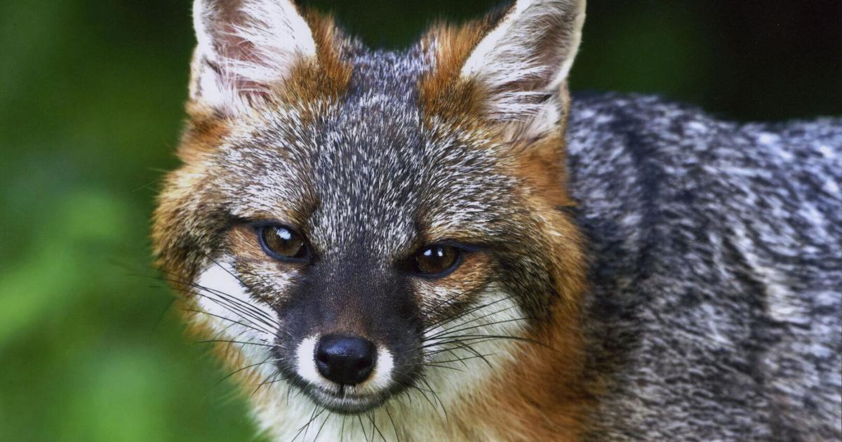 Gray fox photo chosen for Ohio’s 2027 Wildlife Legacy Stamp | Local