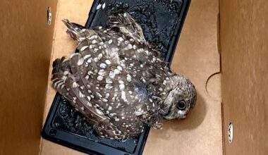 Fort Myers burrowing owl rescued after getting stuck to glue trap | Lee County