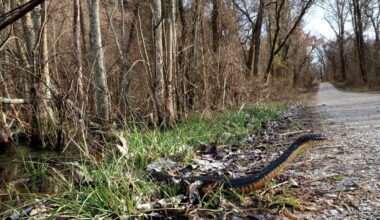 Shawnee National Forest's 'Snake Road' to remain closed for additional week | News