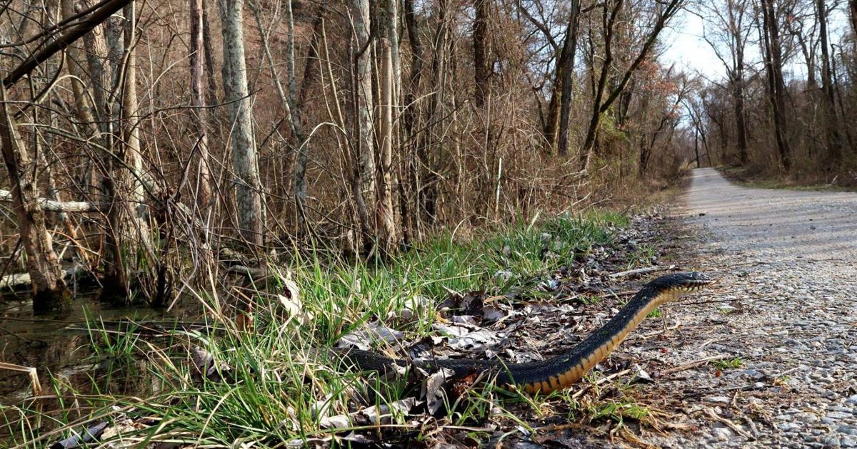 Shawnee National Forest's 'Snake Road' to remain closed for additional week | News