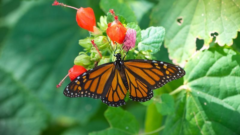 Monarch butterflies stop at Abilene Zoo during fall migration(Abilene Zoo)