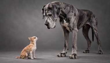 Scientists May Have Finally Figured Out Why Big Dogs Age Faster and Die Younger Than Small Dogs