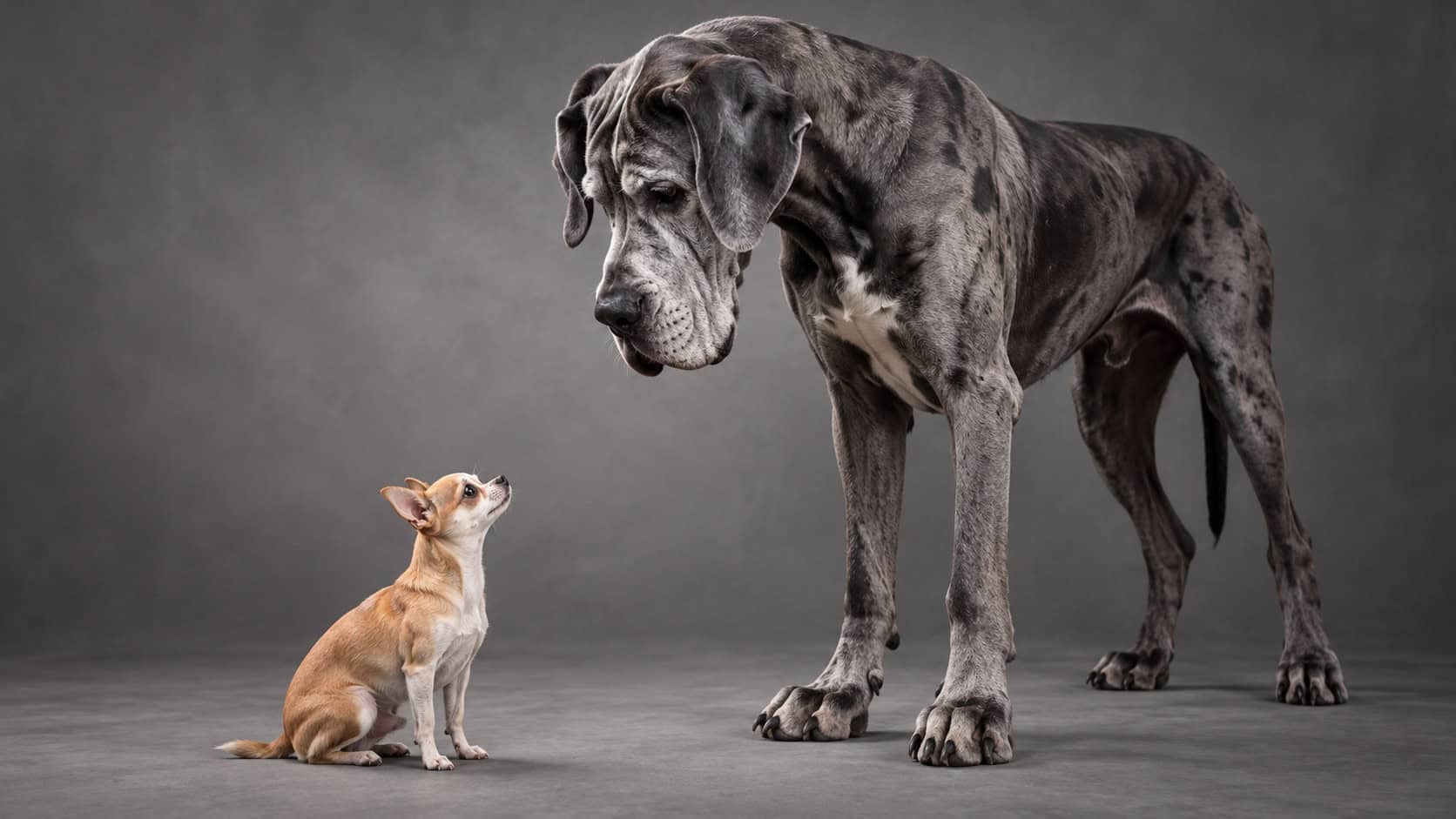 Scientists May Have Finally Figured Out Why Big Dogs Age Faster and Die Younger Than Small Dogs