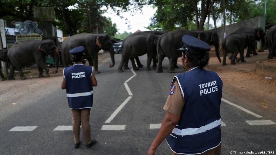In Sri Lanka, wild elephants increasingly clash with humans