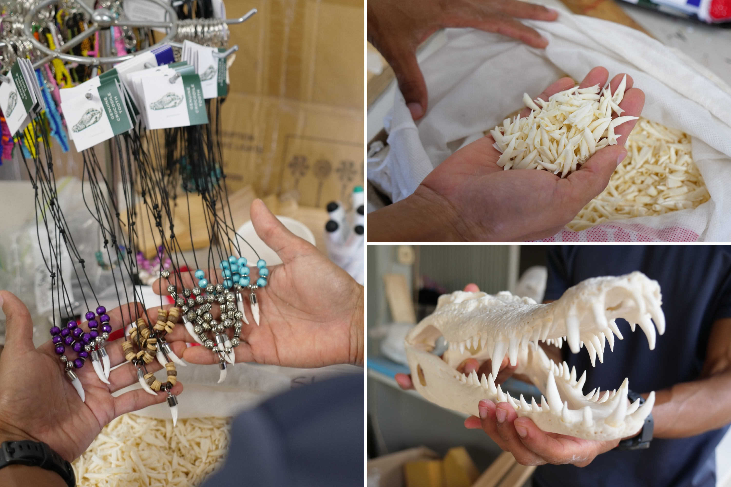 A collage of Mithram Selvaratnam holding some of his crocodile products, including necklaces with crocodile teeth and a skull.