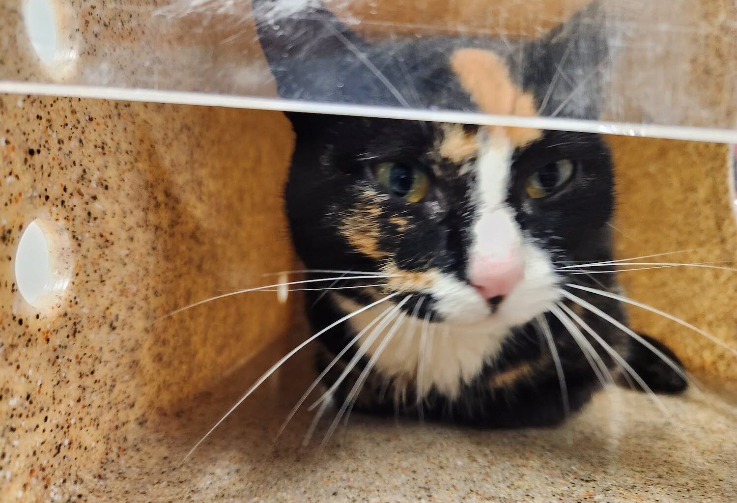 Do you know this feline? ‘Sociable’ cat tests positive for rabies in Prince William County – WTOP News