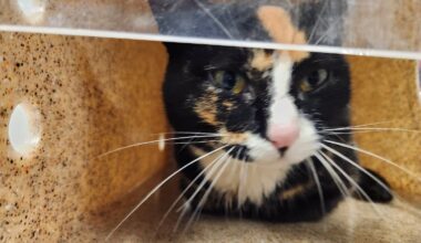 Do you know this feline? ‘Sociable’ cat tests positive for rabies in Prince William County – WTOP News