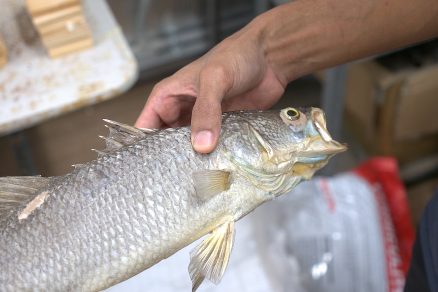 A man holds a taxidermy barramundi, the fish has silver scales and its mouth is open.