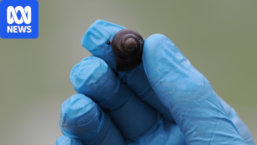 Critically endangered Darling River snails discovered at Walgett weir