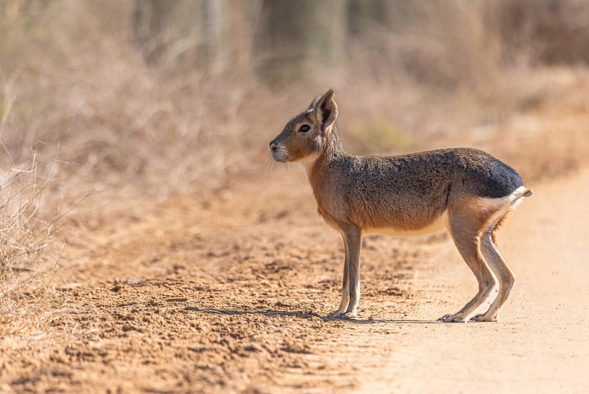 Side view of Patagonian mara walking on field