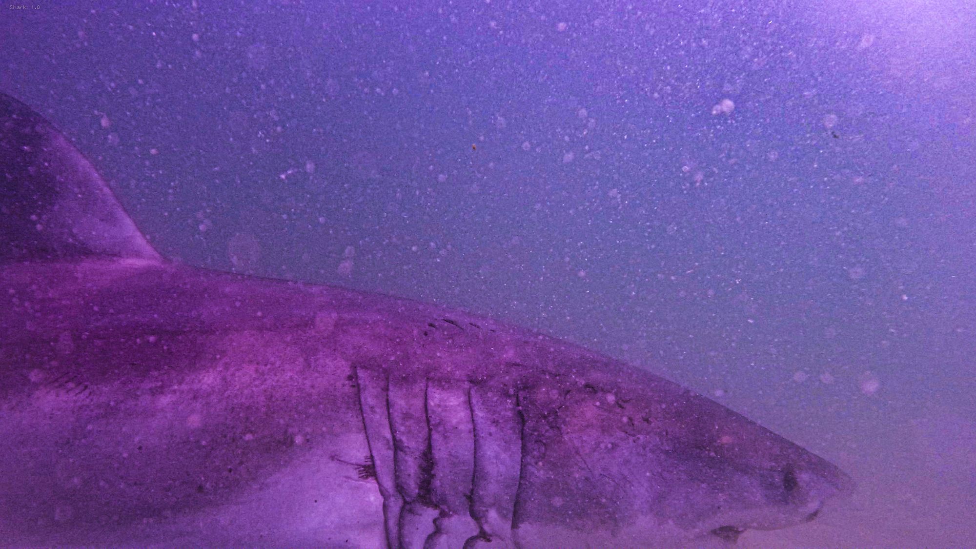 A New York man has been accused of dragging Aaron the Shark (pictured) onto the shore after capturing him in Cape Cod