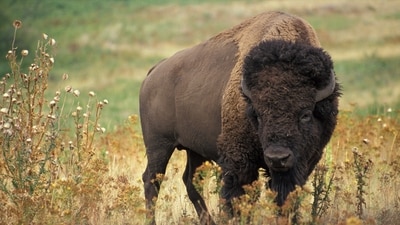 Genome analysis suggests modern bison retain substantial genetic diversity, but herds are more isolated than historical populations. Cattle ancestry appears in some animals at low levels, while all sampled wood bison carry plains bison ancestry. (Wikimedia Commons)