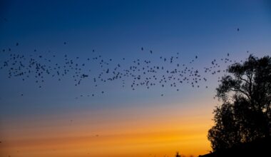 'I hear them outside at night': Locals share their Petaluma bat stories