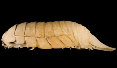 A Student Found a New Giant Isopod That Had Been Mislabeled for Decades