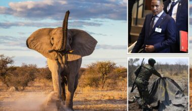 Botswana approves killing of 23 elephants for independence celebrations