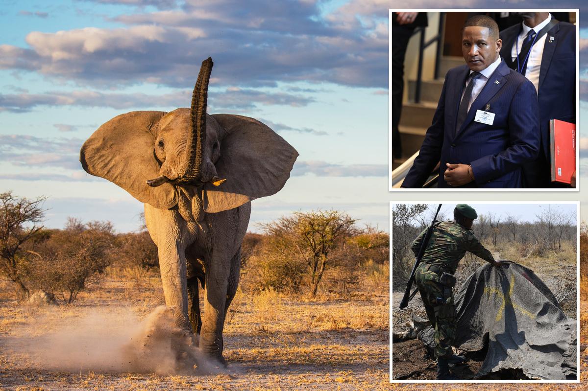 Botswana approves killing of 23 elephants for independence celebrations
