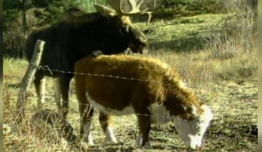Shrewsbury: Moose that courted cow still has town talking 40 years later