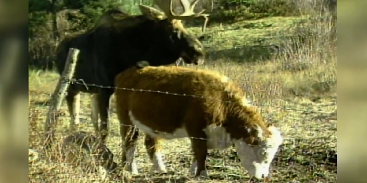 Shrewsbury: Moose that courted cow still has town talking 40 years later