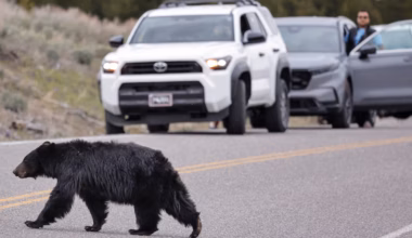 14 bears captured and killed at Montana home, amid rise in human-bear encounters