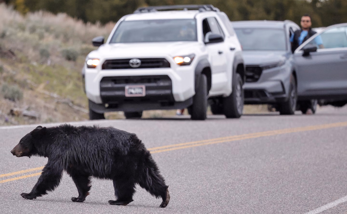 14 bears captured and killed at Montana home, amid rise in human-bear encounters