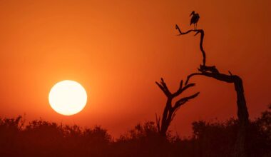 A bird perches on a bare, silhouetted tree branch against a large, bright sun in an orange sunset sky.