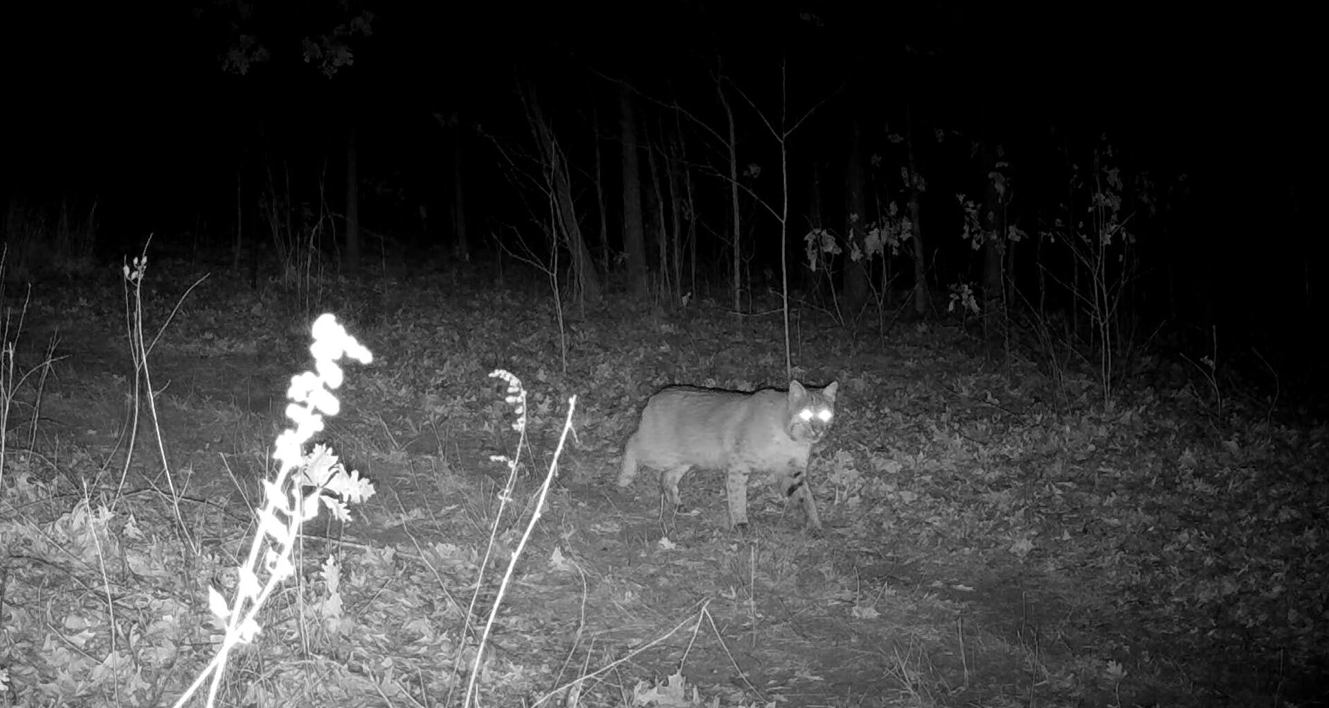 Trail camera spots stealthy bobcats in southern Will County