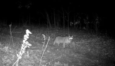 Trail camera spots stealthy bobcats in southern Will County