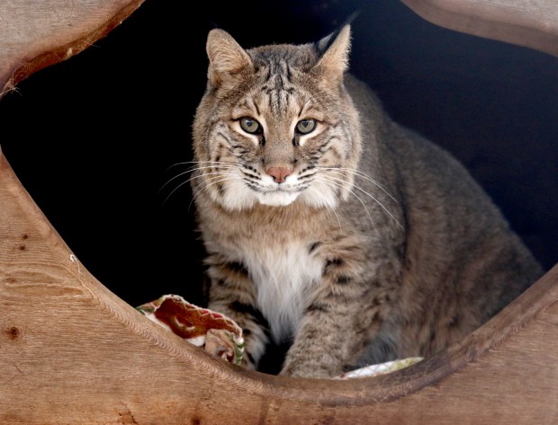 An adult male bobcat that was injured in by a car in 2005 resides in its outdoor enclosure on display at the Willowbrook Wildlife Center, Dec. 9, 2014 in Glen Ellyn. While bobcats can be found throughout Illinois, they're not often spotted by people. (Chuck Berman/Chicago Tribune)
