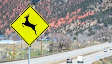 With autumn in full swing, Colorado officials warn of increased wildlife near busy highways 