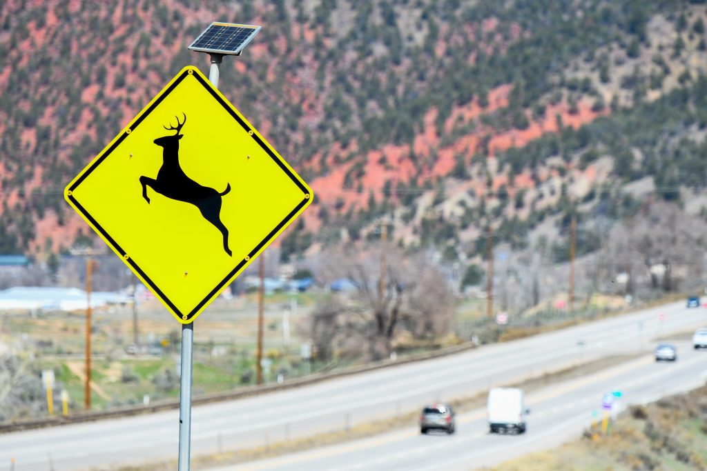 With autumn in full swing, Colorado officials warn of increased wildlife near busy highways 